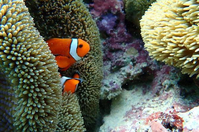 [Okinawa Miyako] Natural Aquarium! Tropical Snorkeling With Colorful Fish! - Safety Guidelines