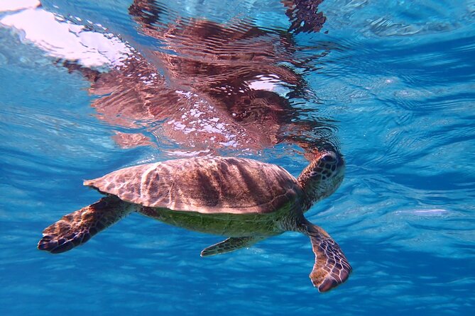 [Okinawa Miyako] Swim in the Shining Sea! Sea Turtle Snorkeling - Additional Important Information