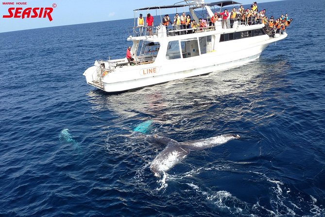 Okinawa Whale Watching From Naha - Last Words