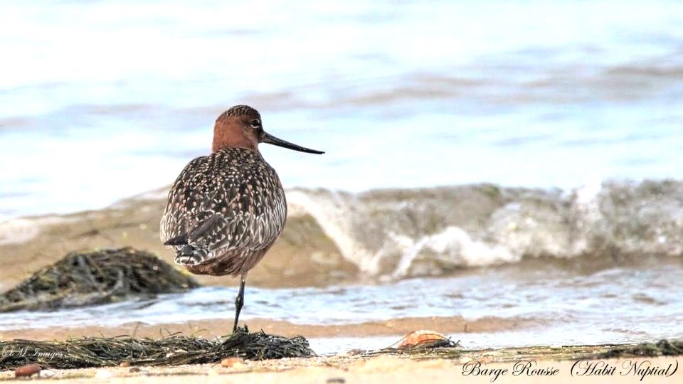 Olhão: 3 Islands Tour With Local Guide & Traditional Lunch - Local Guide Insights