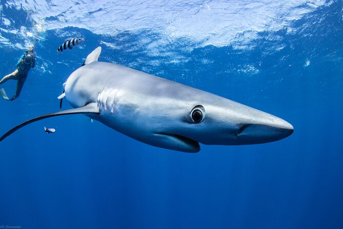 Open Water Shark Dive - Post-Dive Debriefing
