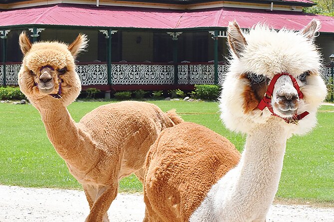 Oreillys & Lamington National Park From Gold Coast - Additional Tour Information