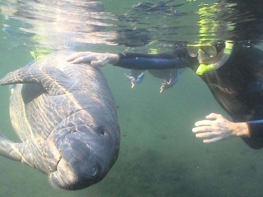 Orlando: Swim With Manatees and Homosassa State Park Visit - Common questions