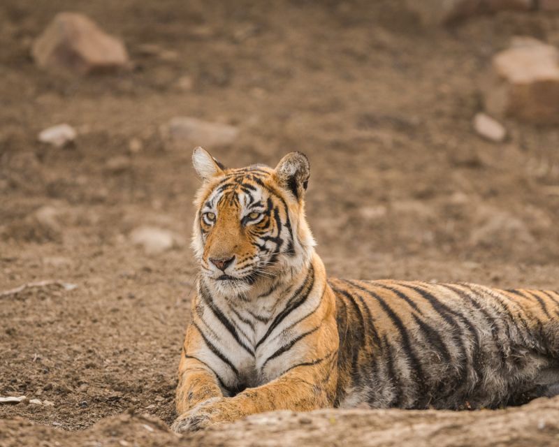 Overnight Private Tour: Jaipur - Ranthambore Tiger Safari - Common questions