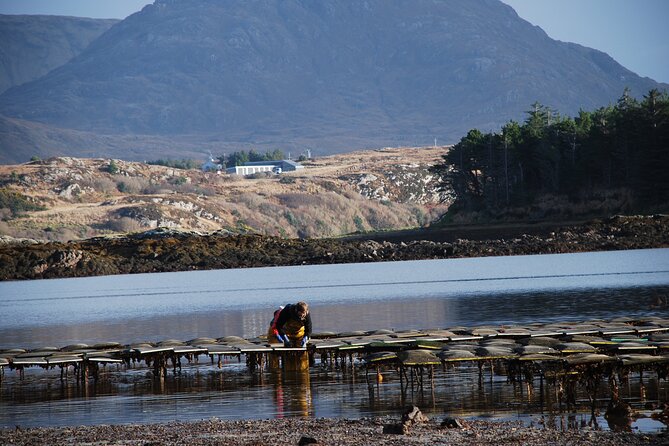 Oyster Farm and Tasting Experience - Last Words