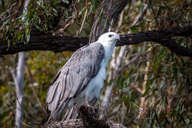 Pambula River Kayaking Tour - Booking Information