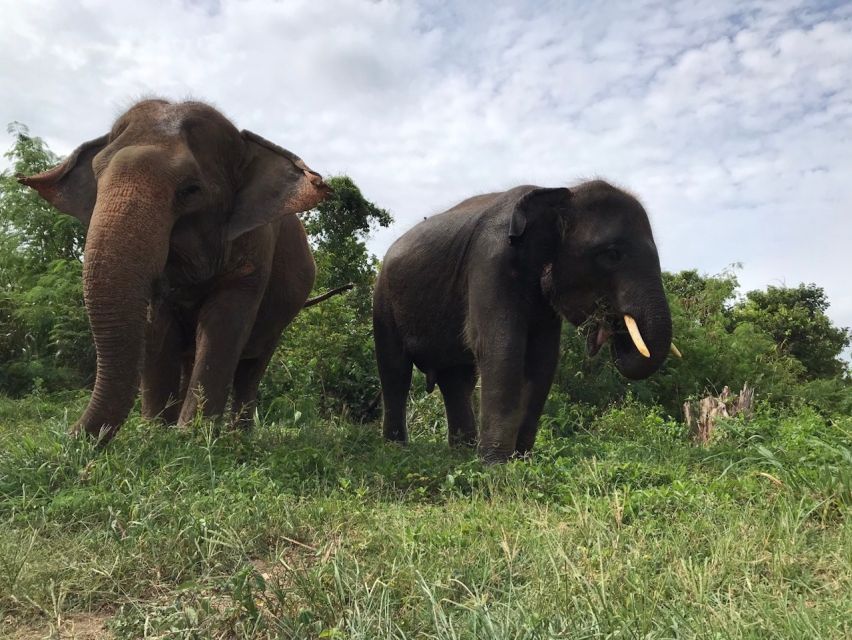 Pattaya: Ethical Elephant Sanctuary Interactive Tour - Free Cancellation Policy