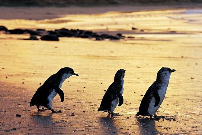 Phillip Island Penguin and Wildlife Tour - Directions