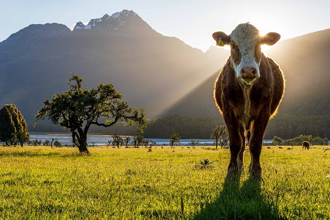 Photography Tour From Queenstown to Glenorchy - 1/2 Day - Last Words