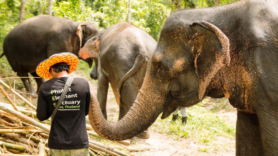 Phuket: Phuket Elephant Sanctuary, Wat Chalong & More - Additional Tour Information