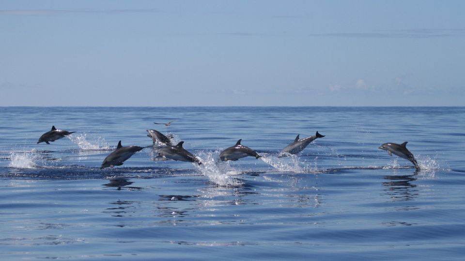 Pico Island: Whale Watching Boat Tour With Biologist Guides - Common questions