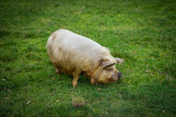 Pigs Are Grazing in the Waldviertel - Helpful Booking Tips and Reminders