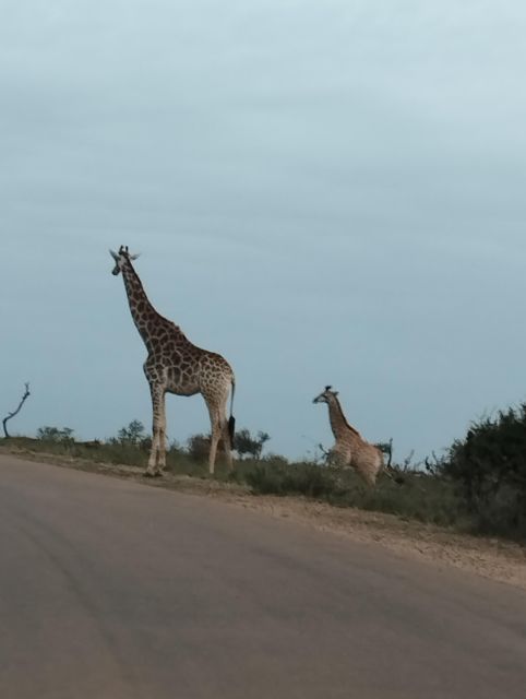 Pilanesberg Full Day Safari From Johannesburg - Common questions