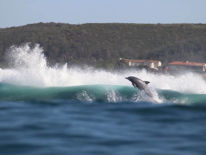 Plettenberg Bay: Dolphin & Marine Tours - Marine Wildlife Encounters