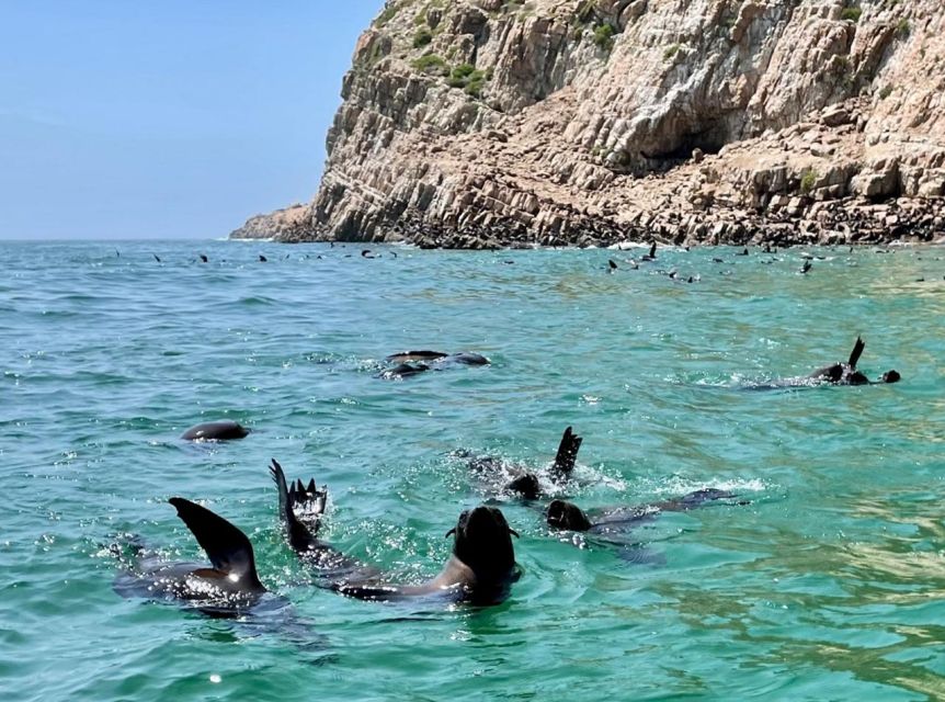 Plettenberg Bay: Seal Viewing Boat Trip - Boat Trip Highlights