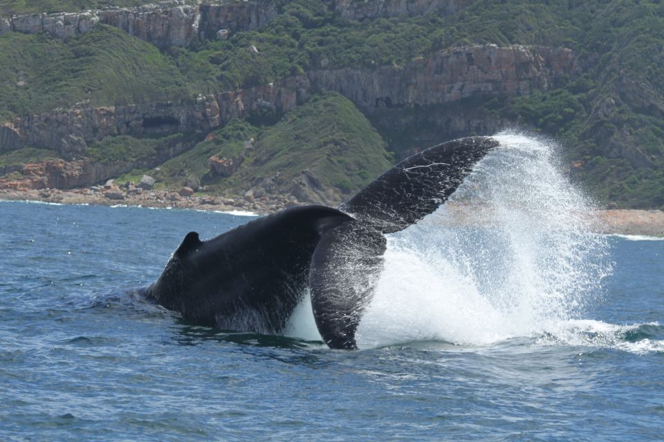 Plettenberg Bay: Whale-Watching Cruise - Common questions