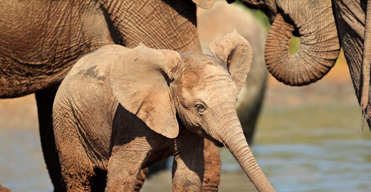 Port Elizabeth: Addo Elephant Park Safari Full-Day Tour - Location Details