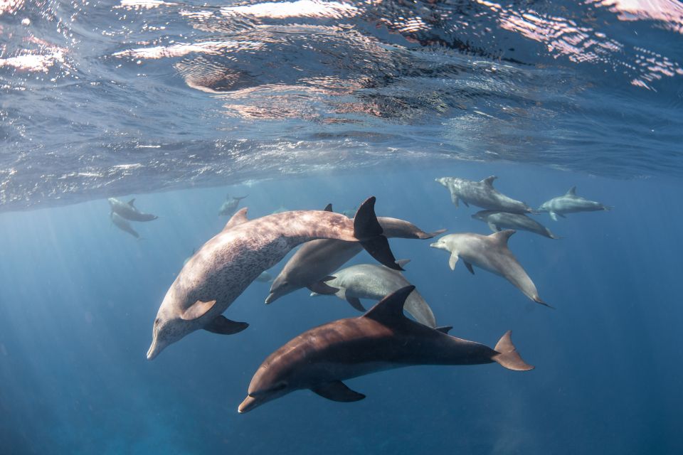 Port Ghalib: Sataya Reefs Dolphin Snorkel Cruise With Lunch - Review Summary