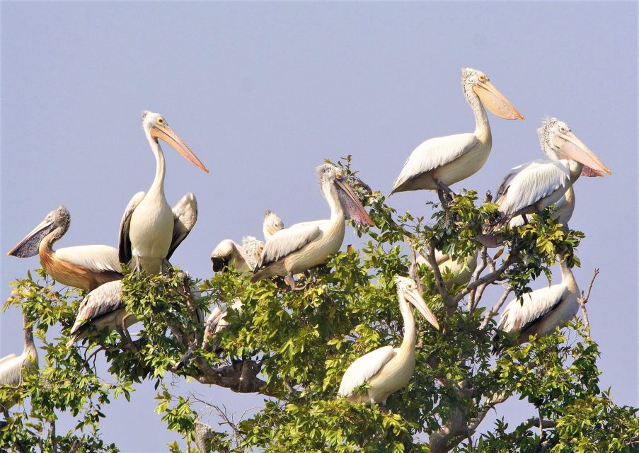 Prek Toal Birds Sanctuary & Floating Village Private Tour - Bird Sanctuary and Floating Village Visit