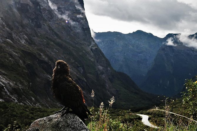 Premium Milford Sound Small Group Tour From Queenstown - Common questions