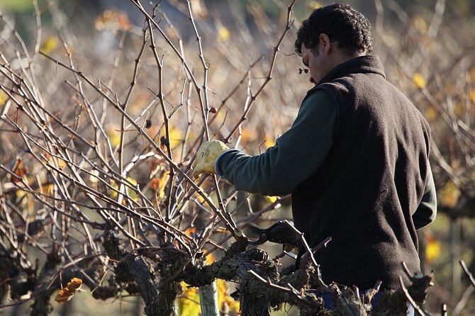 Private Champagne Day Trip to Vineyards of Reims With French Lunch From Paris - Pricing Details