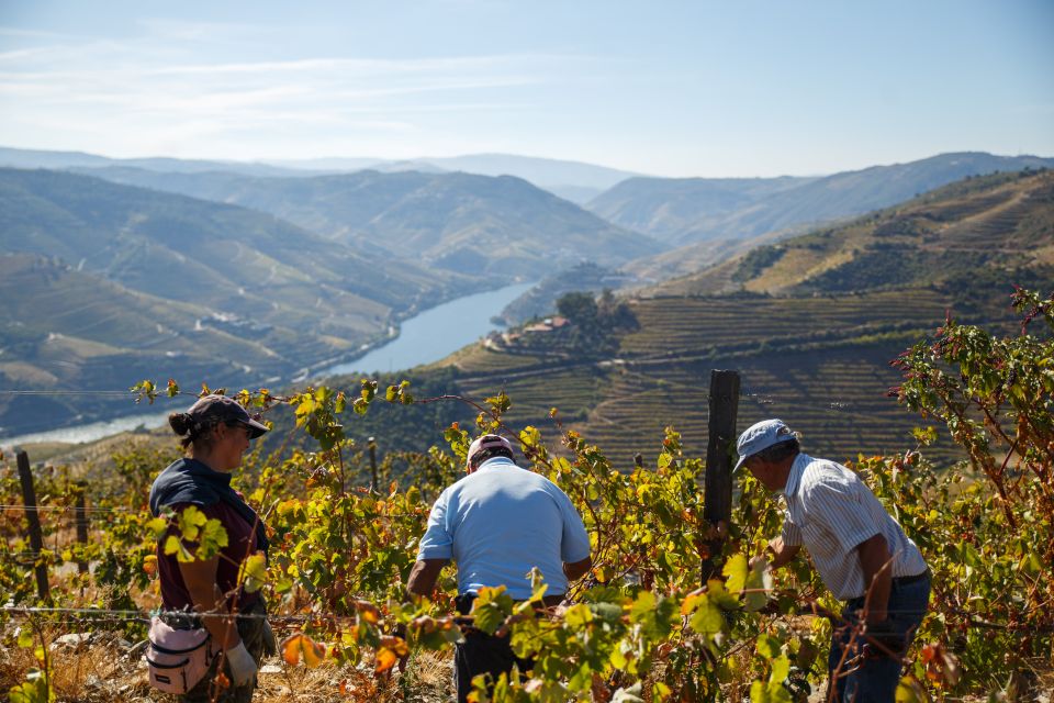Private Douro Valley 4WD Tour With Wine Tasting and Picnic - Review Summary and Highlights