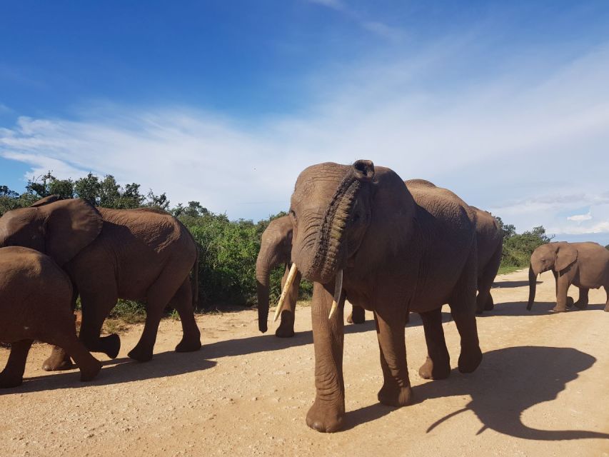 Private Full Day Addo Elephant National Park Safari - Last Words