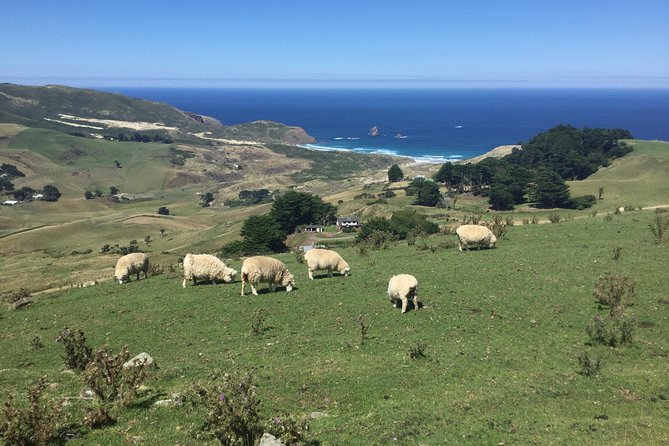 Private Guided Tour of Dunedin City Heritage and Unique Wildlife and Scenery - Additional Information and Exclusions