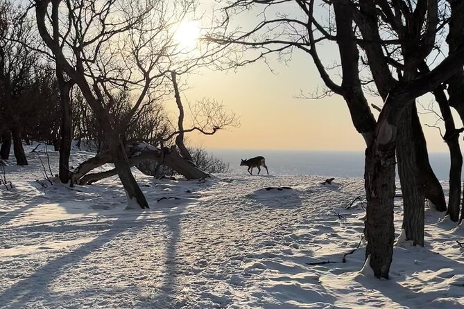 Private Snow Shoe Tour in Shiretoko National Park - Last Words