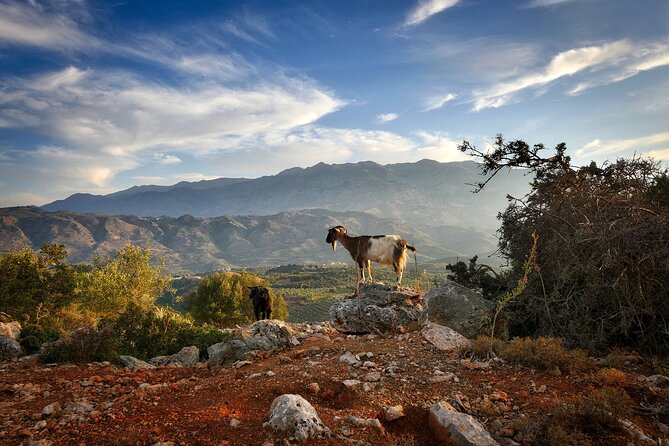 Private Tour Lasithi Zeus Cave Olive Oil Exploration & Shepherd - Common questions