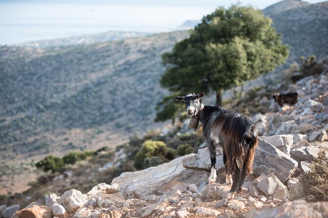 PRIVATE TOUR -Zeus Cave-Traditional Villages-Olive Oil Factory - Last Words