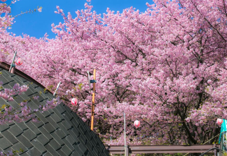 Private & Unique Nagasaki Cherry Blossom "Sakura" Experience - Last Words