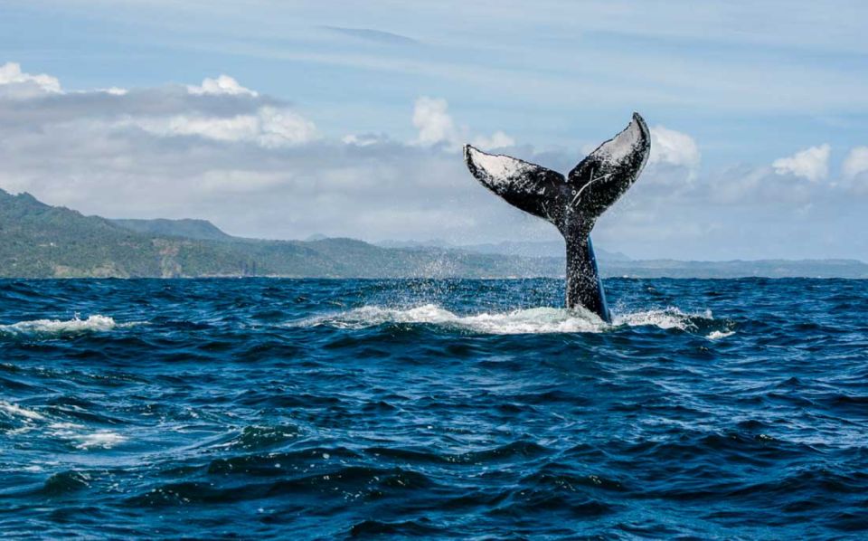 Private Whale Watching Samana Bay - Serene Waters Swimming Opportunity