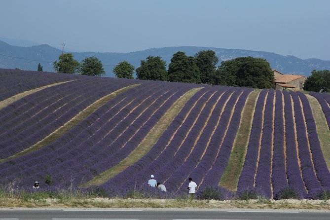 Provence Lavender Full Day Tour From Avignon - Last Words