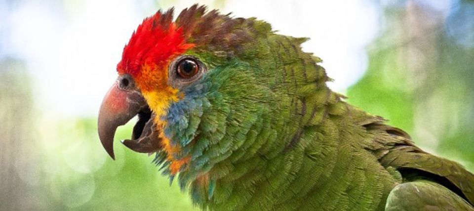 Puerto Iguazu: Iguaza Falls Brazilian Side & Bird Park Tour - Precautions for Travelers