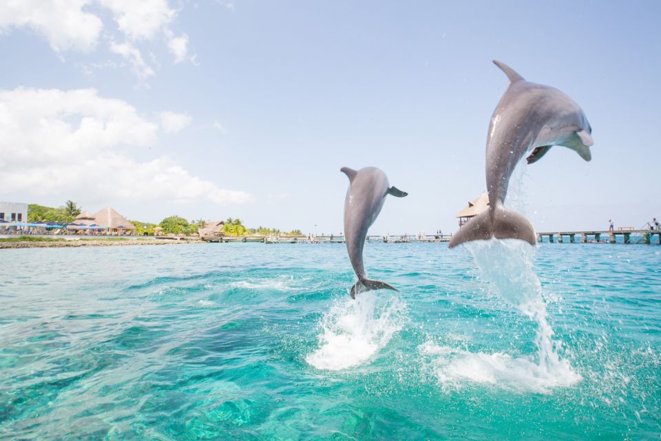 Punta Cana: Dolphin Explorer Swims and Interactions - Common questions