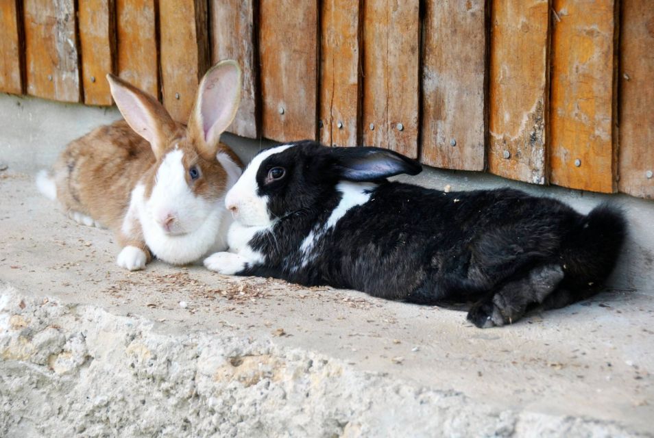 Punta Cana: Xploration Animal Park Bus Tour With Encounters - Common questions