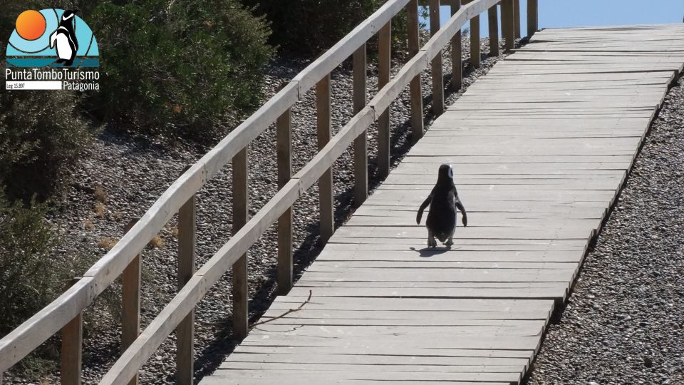 Punta Tombo: Shore Excursion for Cruise Passengers - Duration and Starting Times