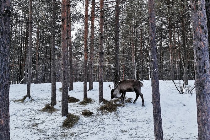REINDEER FEEDING - Join Us for a Unique Moment With Our REINDEER - What to Bring
