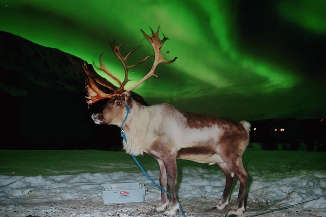 Reindeer Sledding and Feeding With Chance of Northern Lights Tromso - Sami Tradition Integration