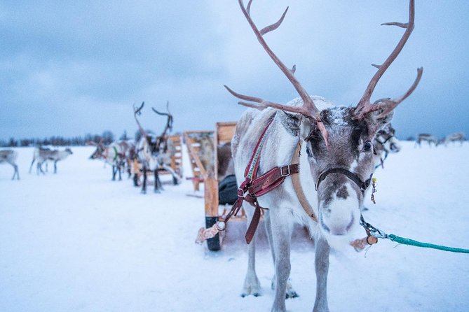 Reindeer Sledding Experience and Sami Culture Tour From Tromso - Directions and Recommendations
