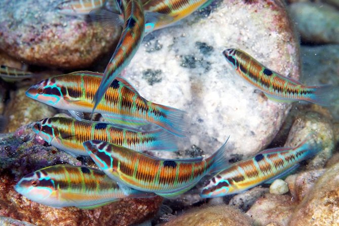 Relaxing Snorkeling Tour at the Isola Bella Marine Park Taormina - Meeting Point Information