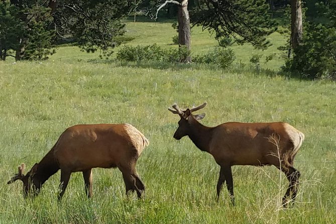 Rocky Mountain National Park in Summer Tour From Denver - Directions and Logistics