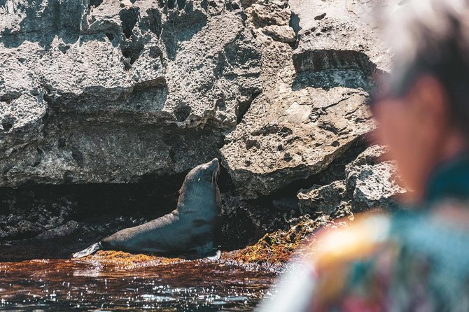 Rottnest Island From Perth or Fremantle With Wildlife Cruise (Mar ) - Departure Options