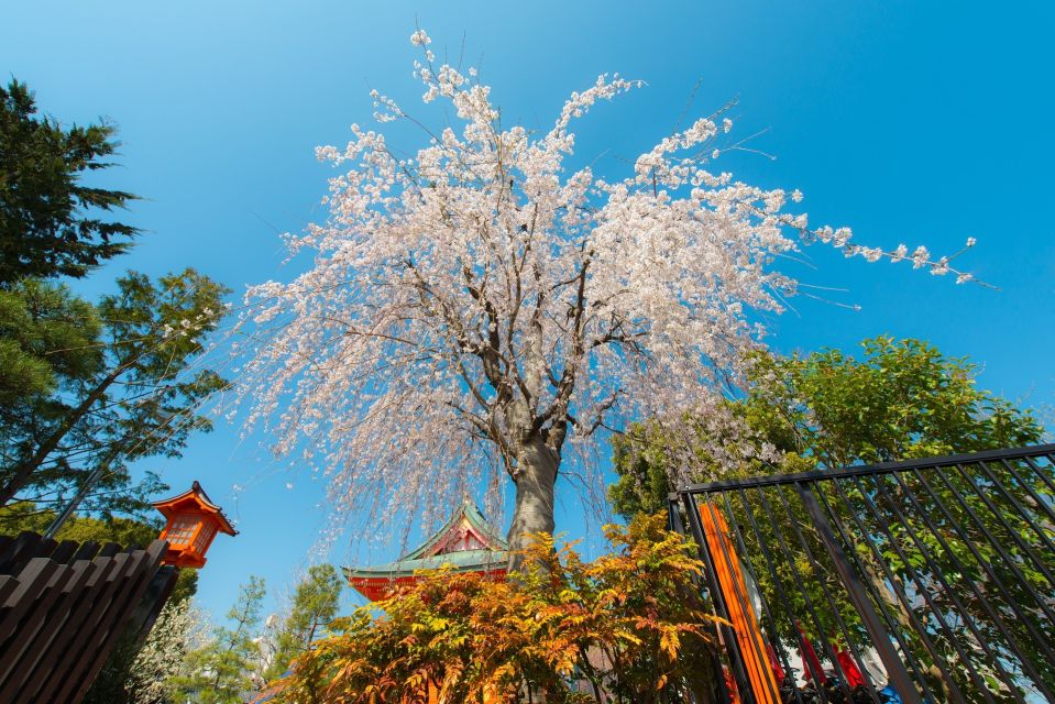 Sakura in Tokyo: Cherry Blossom Experience - Customized Itinerary and Authentic Experience