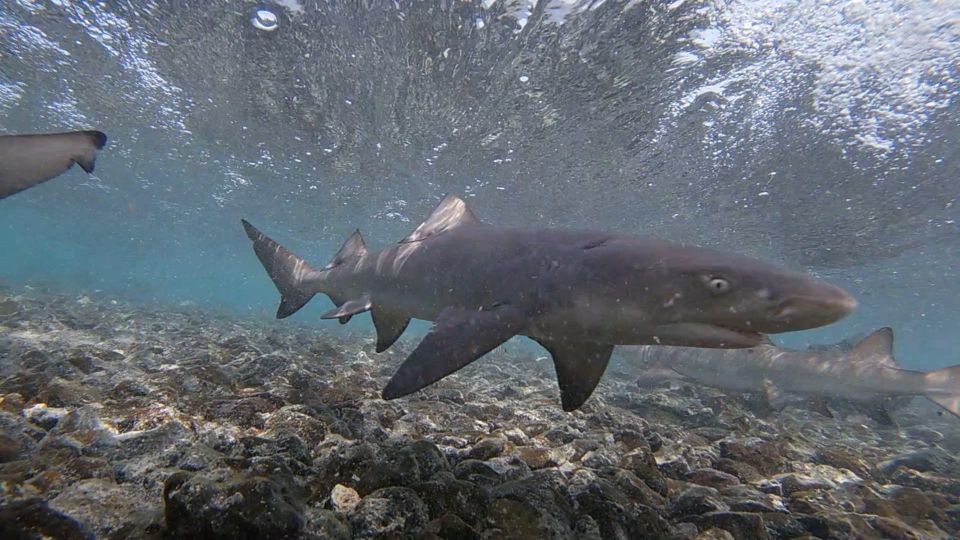 Sal Island: Shark Bay Experience From Santa Maria - Directions