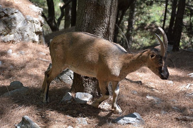 Samaria Gorge National Park Full-Day Hike With Transportation (Mar ) - Common questions