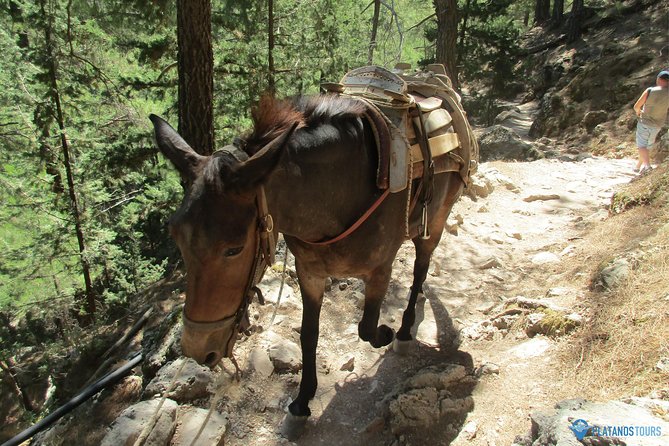 Samaria Gorge Trek: Full-Day Excursion From Chania - Tips for a Successful Gorge Trek