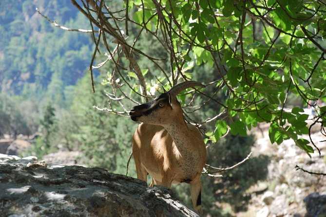 Samaria Gorge Trek: Full-Day Excursion From Rethymno - Common questions