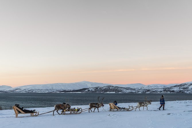 Sami Culture and Short Reindeer Sledding From Tromso - Traveler Tips